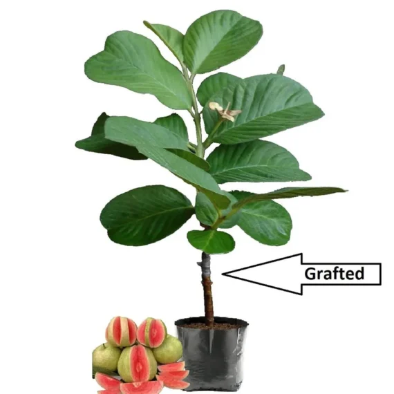 Red Dimond Guava Am rood Variet Fruit Grafted Live Plants