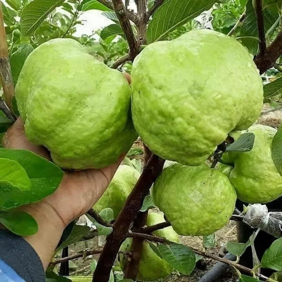 Super Kiran Thai 5 Guava Amrood Layering/Grafted Fruit Live Plant