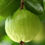 Super Kiran Thai 5 Guava Amrood Layering/Grafted Fruit Live Plant