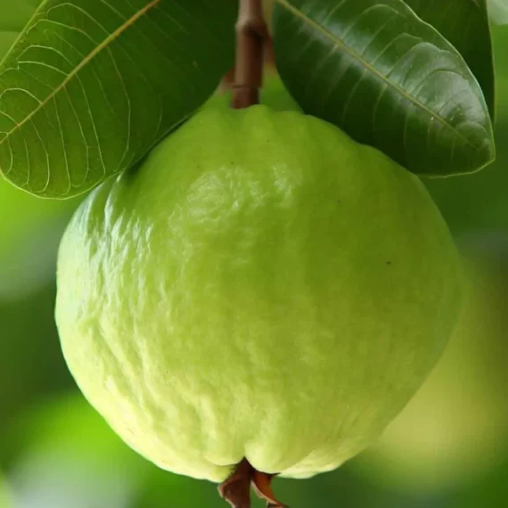 Super Kiran Thai 5 Guava Amrood Layering/Grafted Fruit Live Plant