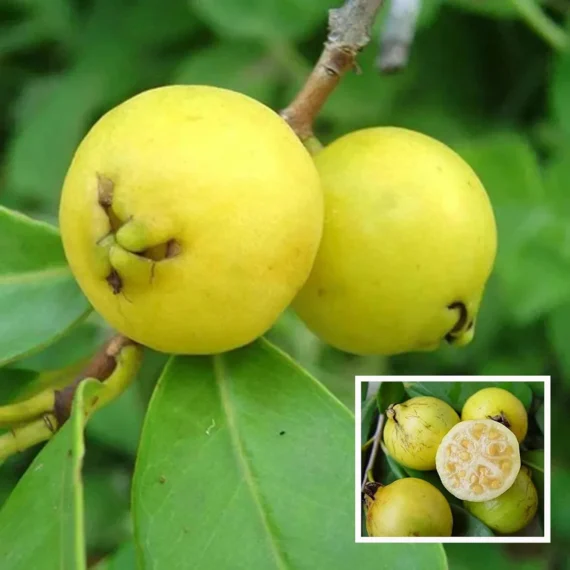 Yellow Strawberry Guava Amrood Layering/Grafted Fruit Live Plant