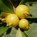 Yellow Strawberry Guava Amrood Layering/Grafted Fruit Live Plant