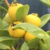Yellow Strawberry Guava Amrood Layering/Grafted Fruit Live Plant