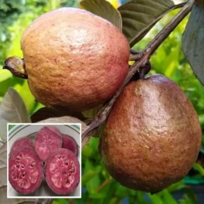 Red Malaysian Guava Amrood Layering/Grafted Fruit Live Plant