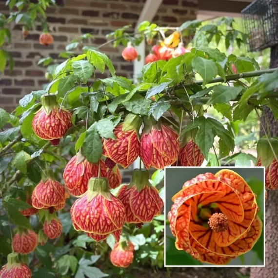 Lantern Lanthana Hibiscus Joba Gudhal Flower Live Plant