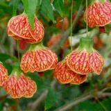 Lantern Lanthana Hibiscus Joba Gudhal Flower Live Plant