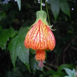 Lantern Lanthana Hibiscus Joba Gudhal Flower Live Plant