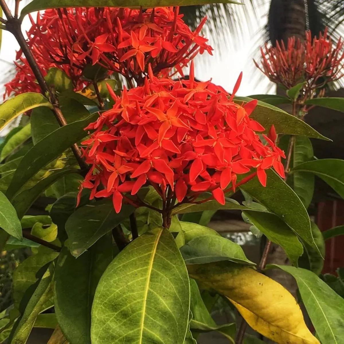 Ixora Dwarf (Red) Fresh Organic Flower Plant - Image 2