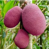 Thai Pink All Season Jackfruit Panasa Varikka Katahal Chakka Grafted Fruit Live Plant