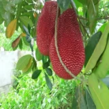 Thai Pink All Season Jackfruit Panasa Varikka Katahal Chakka Grafted Fruit Live Plant