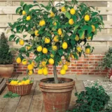 Nimbu Balaji Lemon Lemon Nimbu Layering/Grafted Fruit Live Plant