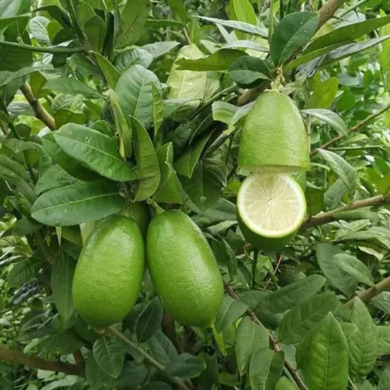 Gandhoraj Lemon Organic Fruit Plant