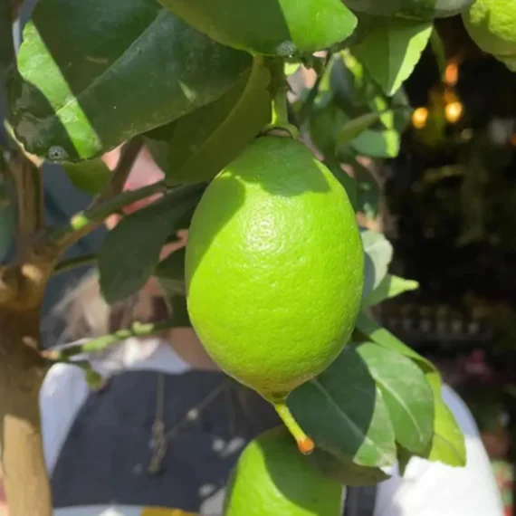 All Time Kagzi Pati Lemon Sadabahar