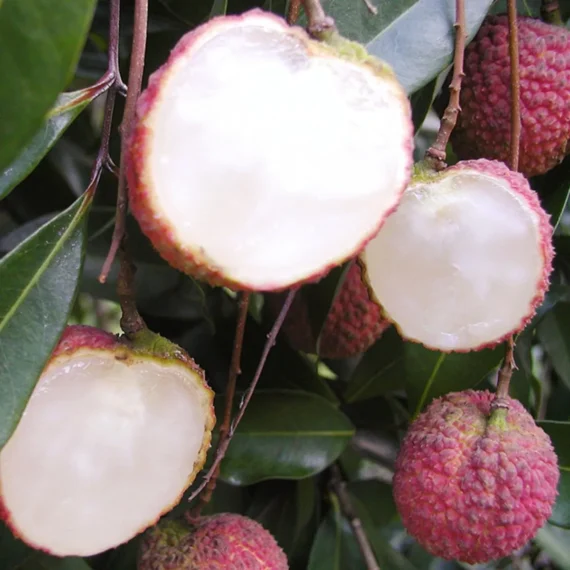 Early Seedless Litchi Fruit Live Plant