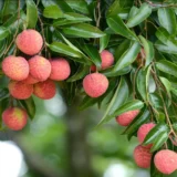 Early Seedless Litchi Fruit Live Plant