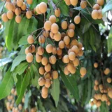 Khaki Dragon Eye Longan Grafted Fruit Live Plant