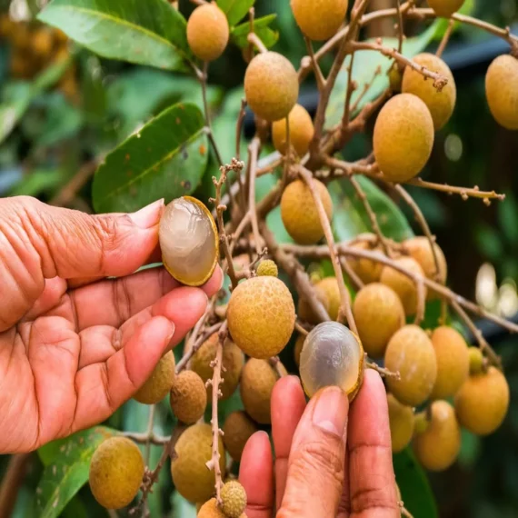 Khaki Dragon Eye Longan Grafted Fruit Live Plant
