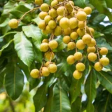 Khaki Dragon Eye Longan Grafted Fruit Live Plant