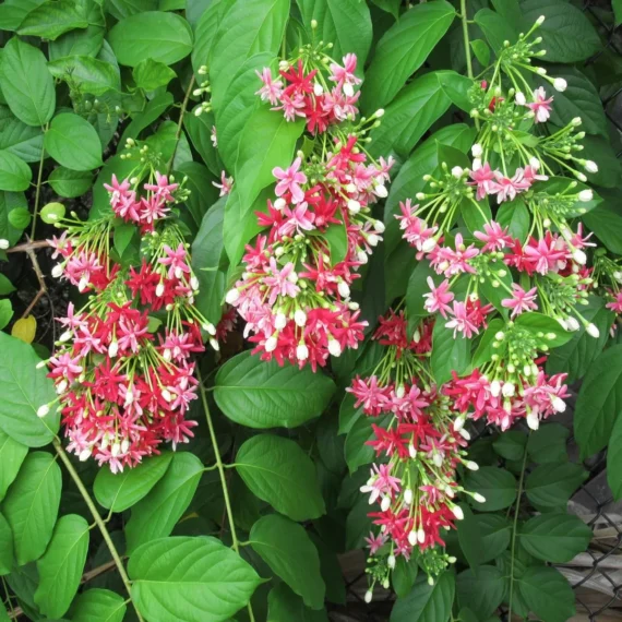 Madhumalti Dwarf, Rangoon Creeper Fresh Organic Flower Plant
