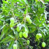 Chinna Rasam Rasalu Mango Aam Grafted Fruit Live Plant