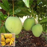 Kishan Bhog Mango Plant (Grafted)