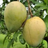 Kishan Bhog Mango Plant (Grafted)