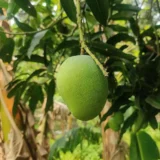 Kishan Bhog Mango Plant (Grafted)