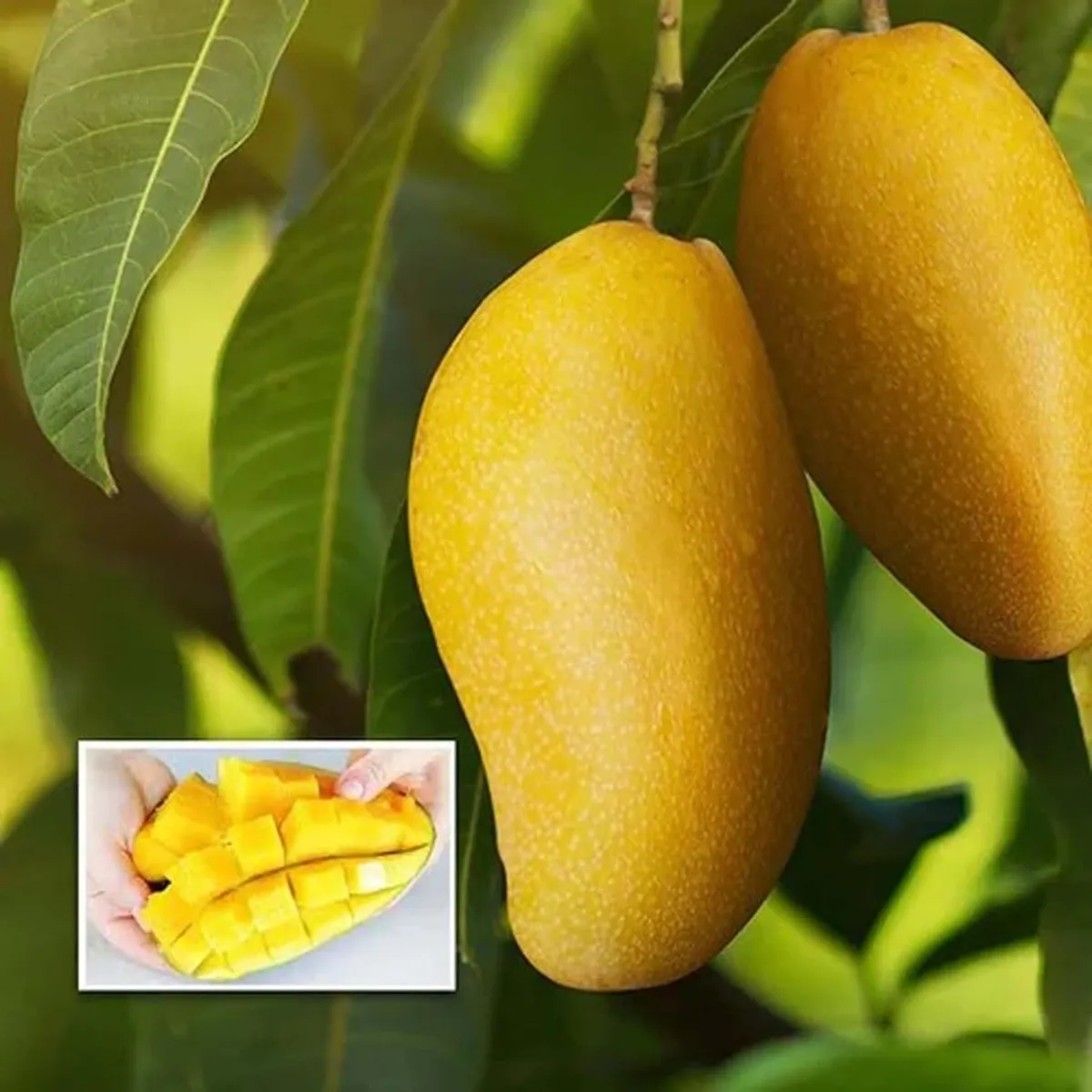 Langra Mango Organic Fruit Plant