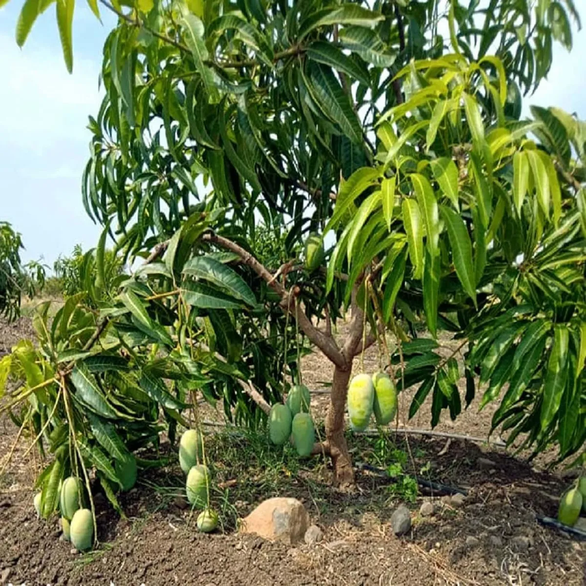 Langra Mango Organic Fruit Plant