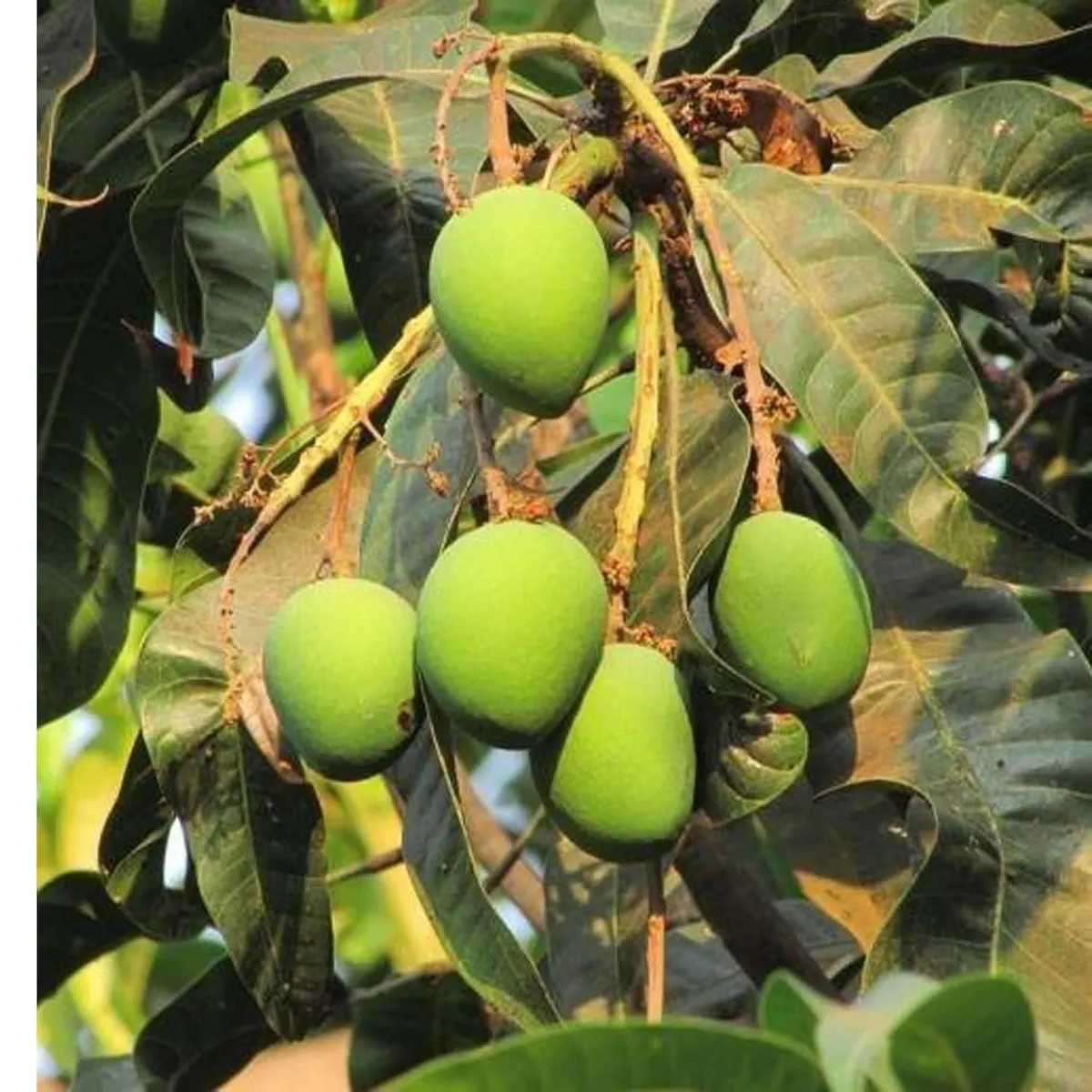 Langra Mango Organic Fruit Plant