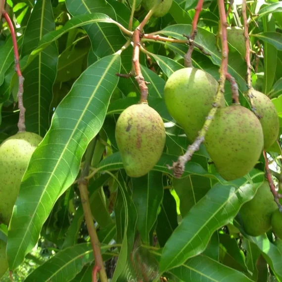 Goa Mankurad Variety Grafted Aam Fruit Live Plants & Tree