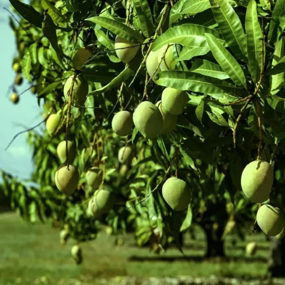 Goa Mankurad Variety Grafted Aam Fruit Live Plants & Tree