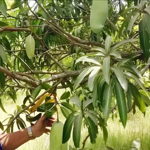 Nurjahan Noor Jahan Mango Aam Grafted Fruit Live Plant
