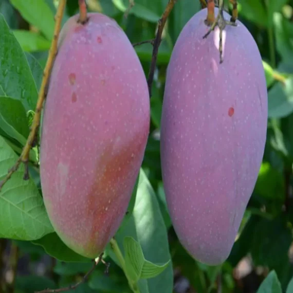 Bn 7 Mango Aam Grafted Fruit Live Plant