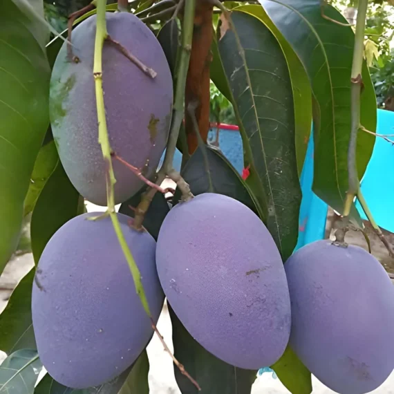 Blue Mango Aam Grafted Fruit Live Plant
