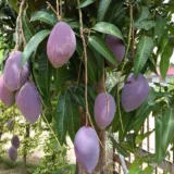 Nam Dok Mai Si Mueng Purple Mango Aam Grafted Fruit Live Plant