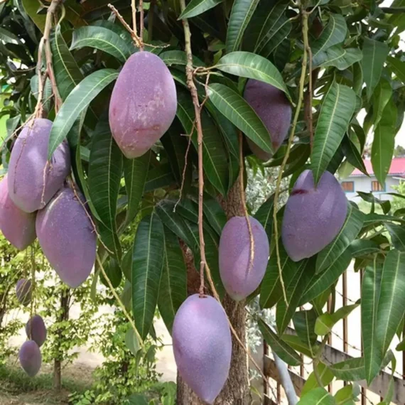 Nam Dok Mai Si Mueng Purple Mango Aam Grafted Fruit Live Plant