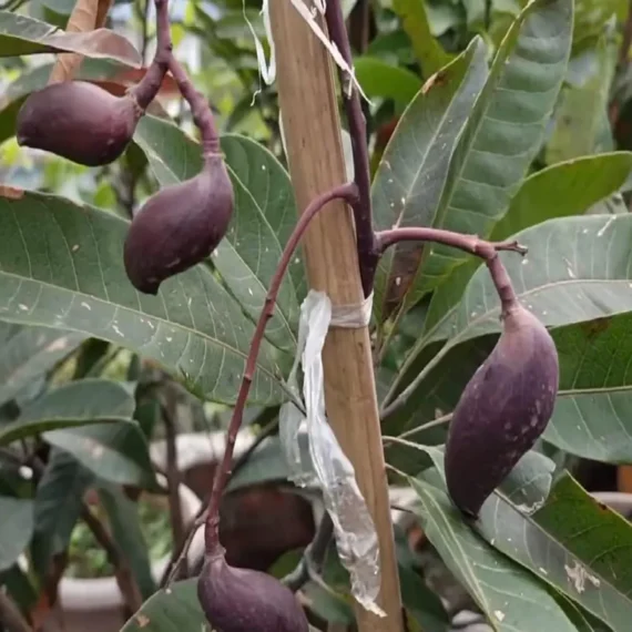 Black Stone Mango Grafted Live Organic Fruit Plant