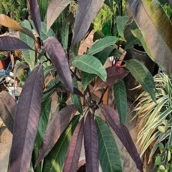 Black Stone Mango Grafted Live Organic Fruit Plant