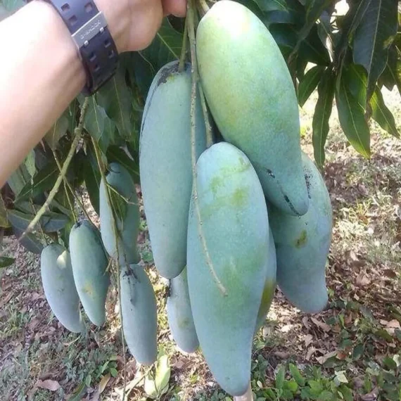 Thai Kujai Qjai Mango Aam Grafted Fruit Live Plant
