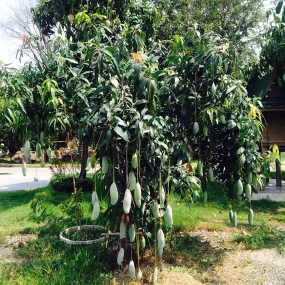 Thai Kujai Qjai Mango Aam Grafted Fruit Live Plant