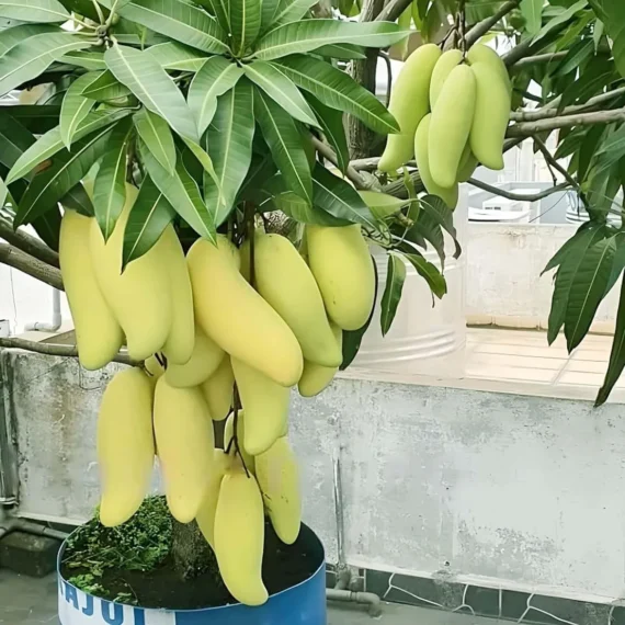 Banana Mango (Grafted) Organic Fruit Plant