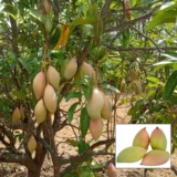Totapuri Mango Aam Grafted Fruit Live Plant