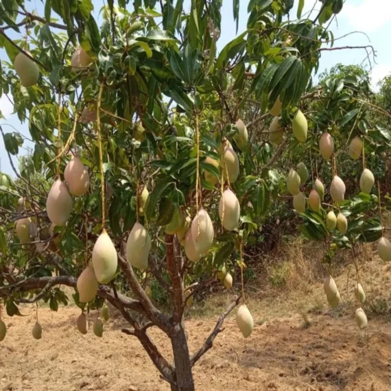 Totapuri Mango Aam Grafted Fruit Live Plant