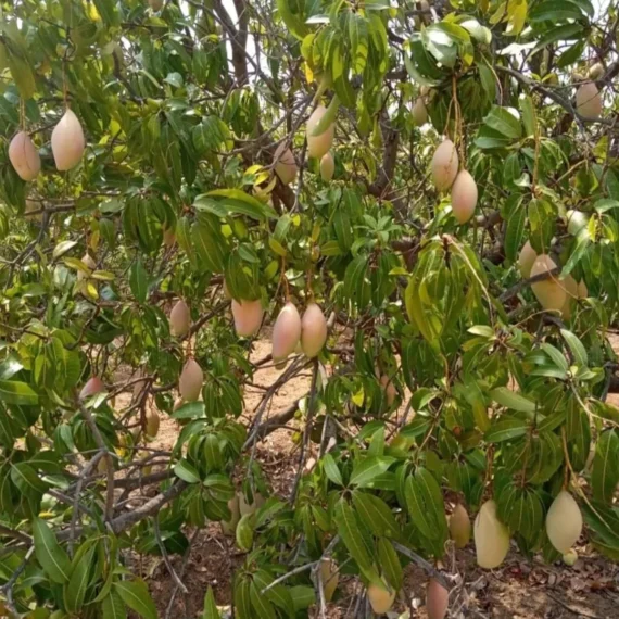 Totapuri Mango Aam Grafted Fruit Live Plant
