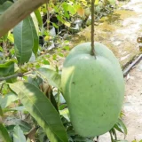 4Kg Mango Aam Grafted Fruit Live Plant