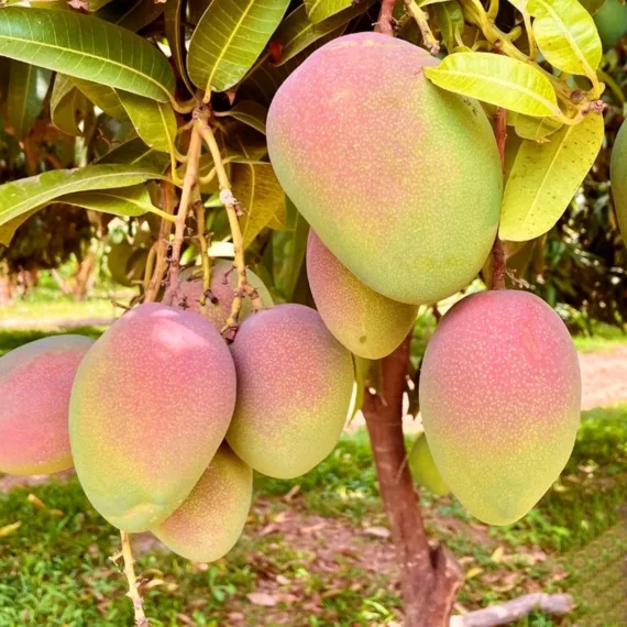 American Kent Mango Aam Grafted Fruit Live Plant