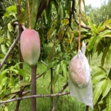 American Kent Mango Aam Grafted Fruit Live Plant