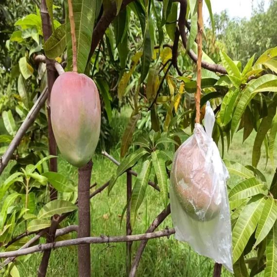 American Kent Mango Aam Grafted Fruit Live Plant
