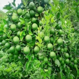 Bangladesh Sweet Bari1 Malta Lemon Organic Fruit Plant